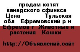 продам котят канадского сфинкса › Цена ­ 10 000 - Тульская обл., Ефремовский р-н, Ефремов г. Животные и растения » Кошки   